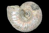 Iridescent, Pyritized Ammonite (Quenstedticeras) Fossil - Russia #175001-1